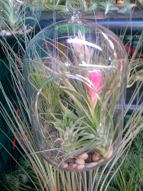 3 plants mounted in rocks, in a 8" hanging cylinder with flat bottom.