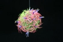 A suspended ball of green foliage turning deep red, with purple phoots with yellow and white flowers.