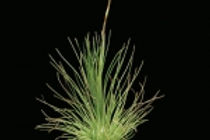 Thin silvery green foliage. Green and red spike with green and purple flowers.