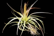 Pale green hard foliage that turns red, with a large spike, colors of red, yellow and green. Each purple segment of it's top has purple shoots and yellow and white flowers.