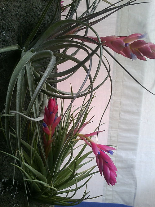 Green foliage with a red bud and dark blue flowers.