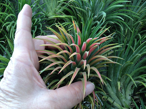 Green leaves turning bright red at the ends, with purple flowers.