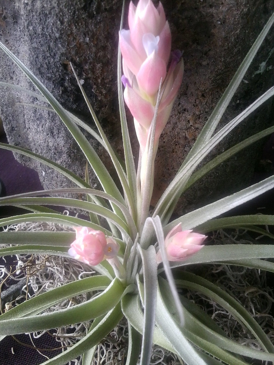 Stricta (hybrid) – KC Exotic Air Plants