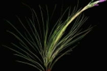 A medium grassy foliage with a tall peach stem and light lavender blooms.