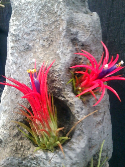 Green foliage with bright red tips, purple shoots, and white and yellow flowers. 2'-3" in size.