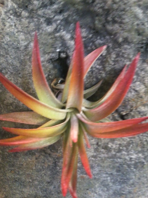 Green foliage fading quickly to red tips. Small.