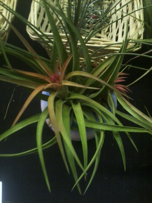 Green foliage with red tips on the top.