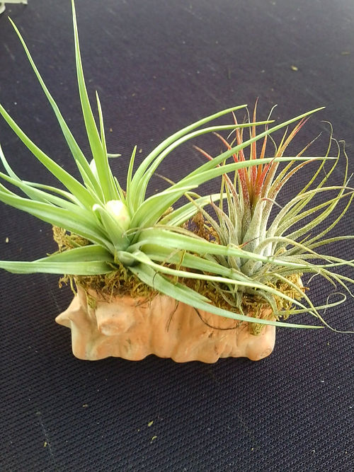 2 air plants mounted in a tree-stump bowl.