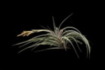 Dark green-silver foilage with yellow, orange, and red blooms with white flowers.