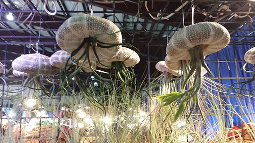 Purple glass jellyfish with an air plant mounted like tentacles.