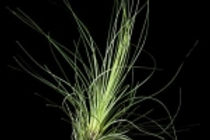 Grass-like, bushy, fine, green and silver foliage. Purple flowers.