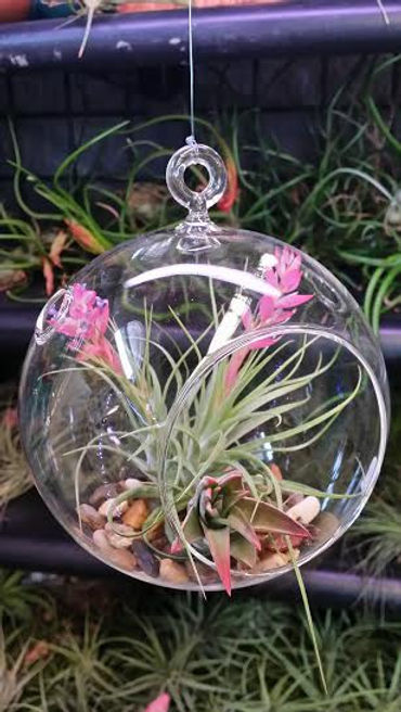 2 air plants mounted in rocks in a 6" hanging round glass globe with a flat bottom.