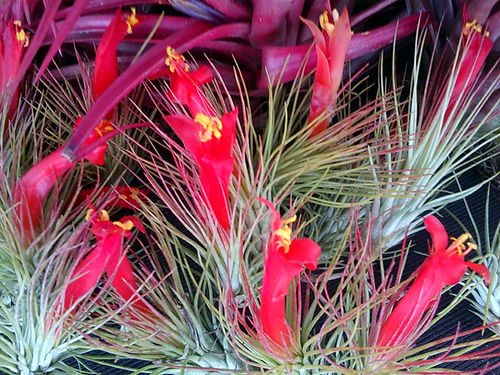 Grass-like, thin, fuzzy silvery green foliage with reddish orange blossoms, and yellow and white flowers.