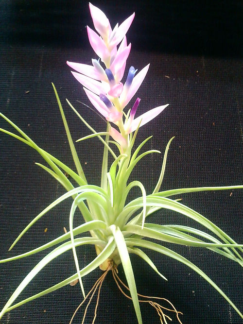 A light green foliage with a pink Blossom and little blue flowers.