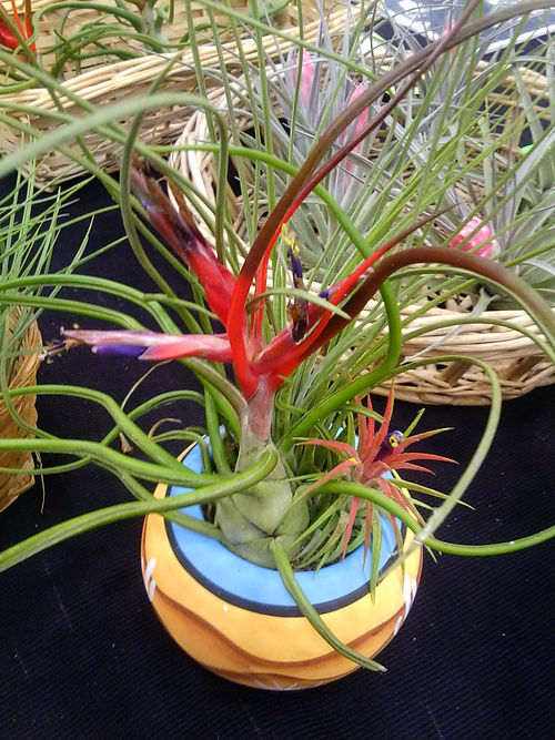 Green foliage turns red with a red and green spike. Blooms purple shoots with yellow and white flowers. Large.