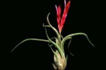 Green velvety tubular foliage that meanders like a snike.  Bright red blooms.