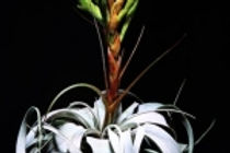 Large silver leaves with a large red bloom creating many flowers.