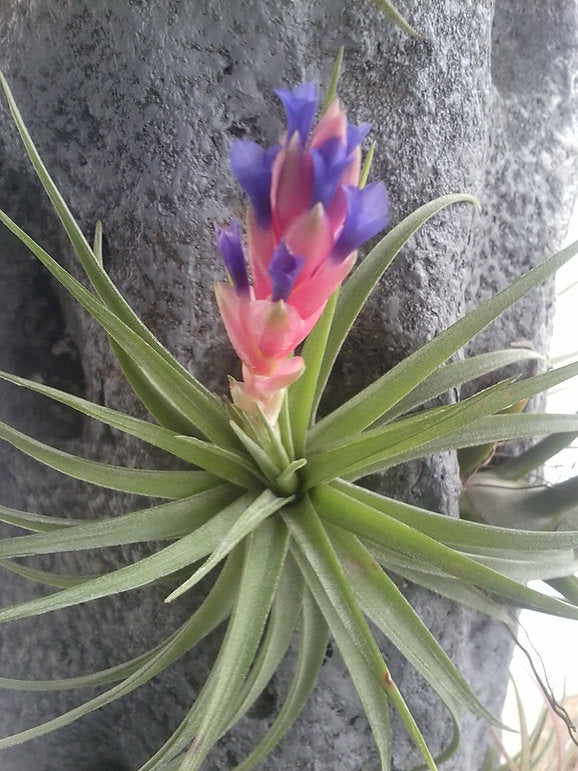 Green foliage. A central red bloom with dark blue flowers, and small tillandsia. 4"-6" tall
