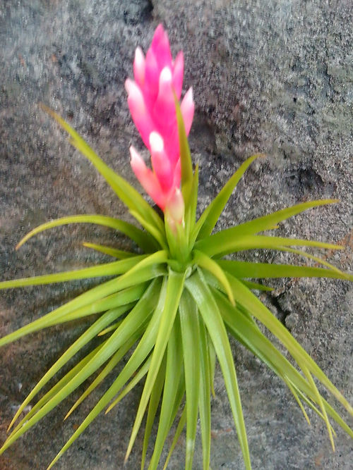 Dark green stiff foliage, with a pink bud with little white flowers.