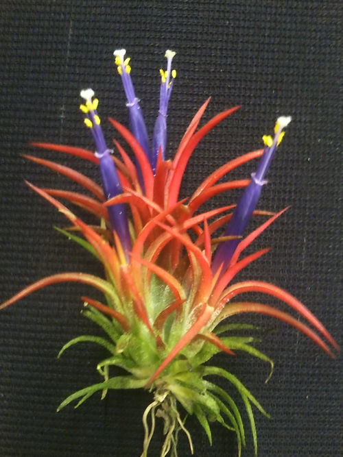Small plant with green foliage that turns red, with purple shoots and yellow and white flowers