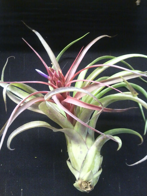 Wide curly light-green foliage turning peach in color, with purple shoots and yellow and white flowers