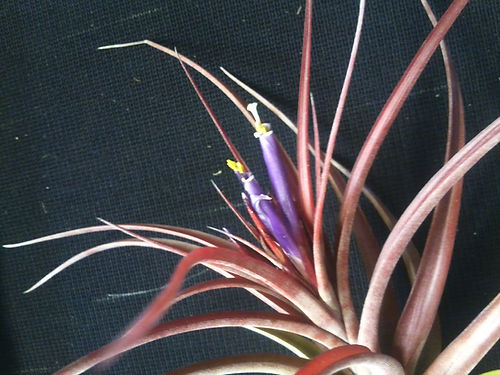 Green foliage with red tips and vibrant purple shoots